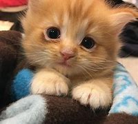 Image result for Baby Cats