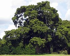 Image result for Totara Tree