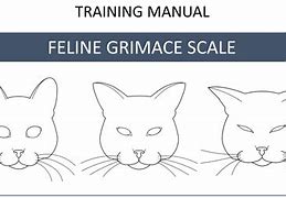 Image result for Cat Pain Scale