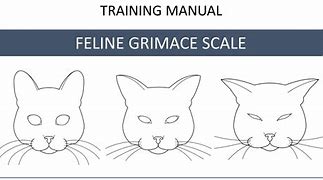 Image result for Cat Pain Grimace