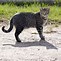 Image result for What Do Tabby Cats Look Like