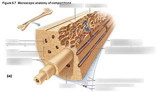 Image result for Osteon Contains