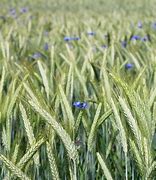 Image result for Rye Grass Field