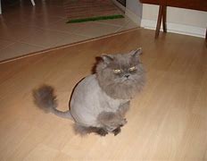 Image result for Cat Lion Haircut