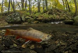 Image result for Brooks Y GT Fish