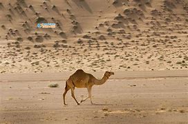 Image result for Egypt Desert Animals