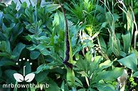 Image result for Voodoo Lily Dracunculus Vulgaris