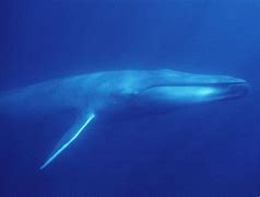 Image result for Blue Whale Aquarium of the Pacific