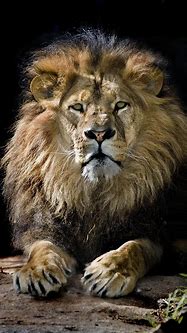 Image result for Black Lion Wallpaper iPhone