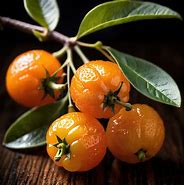 Image result for Kumquat Like Fruit