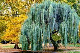 Image result for 1 Willow Tree