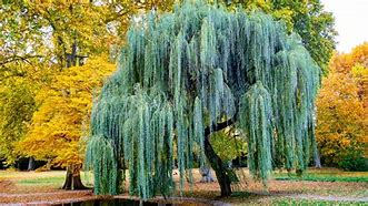 Image result for Bow of a Willow Tree