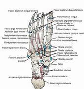 Image result for Medical Foot Anatomy