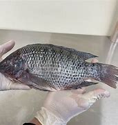 Image result for Tilapia Entera