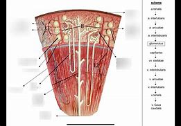 Image result for Renal Medulla Pyramid