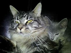 Image result for Cat with Two Heads