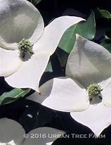 Image result for Cornus Chinensis