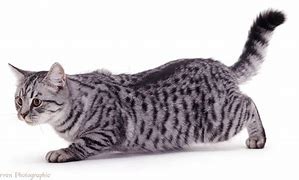 Image result for Pale Lavender Blotched Tabby