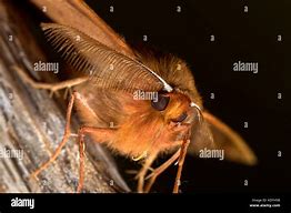 Image result for Moth with Feathery Antennae