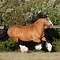 Image result for Most Beautiful Gypsy Horse