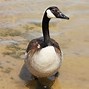 Image result for Canada Goose Species