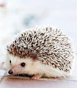 Image result for Baby Hedgehog Wallpaper