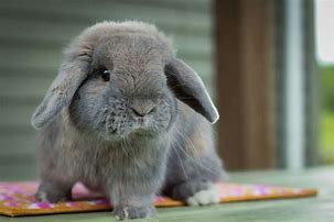 Image result for Cute Baby Bunnies Holland Lop