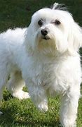 Image result for A Maltese