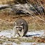 Image result for Smart Raccoon