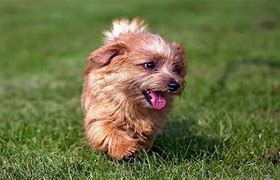 Image result for Popular Small Terrier Breeds