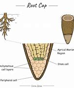 Image result for Lateral Root Cap