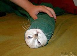 Image result for Cat Burrito Stuffy