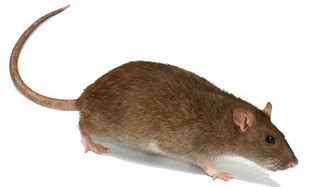 Image result for Rat Upside Down