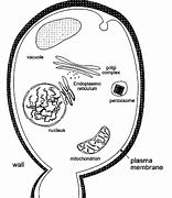 Image result for Dry Saccharomyces Cerevisiae