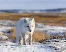 Image result for Tundra Biome Arctic Fox