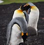 Image result for Petre Penguin