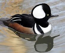 Image result for Hooded Merganser Duck Drawing