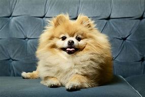 Image result for 10 Cute Dog Breeds