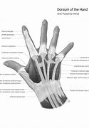 Image result for Dorsum of Left Hand