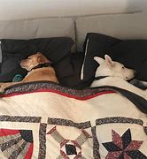 Image result for Funny Meme Dog Bed