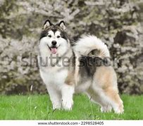 Image result for Perro Malamute