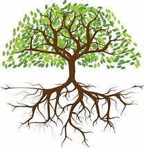 Image result for Tree Roots PNG