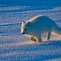 Image result for Map of Alaska Coastline