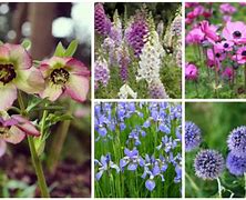 Image result for Deer Tolerant Plant