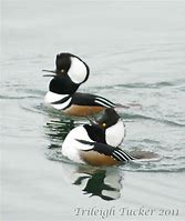 Image result for Winter Merganser