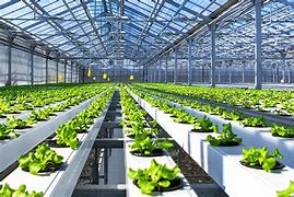 Image result for Plants for Small Hydroponic Systems