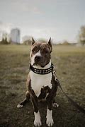 Image result for Pit Bull Dog Sitting