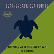 Image result for Sea Turtle Fact Sheet