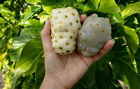 Image result for Noni Morinda Citrifolia