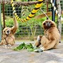 Image result for Gibbon